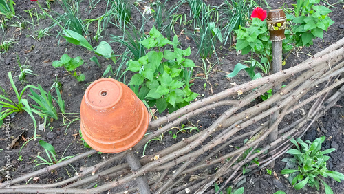 Terracotta flowerpot and ceramic jug on a wicker fence in spring garden