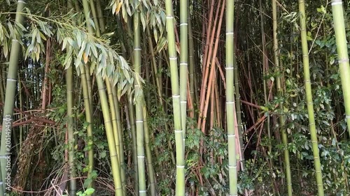 Foresta di bambù