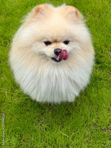 Pomeranian Spitz dog  with tongue out sits in lawn grass.