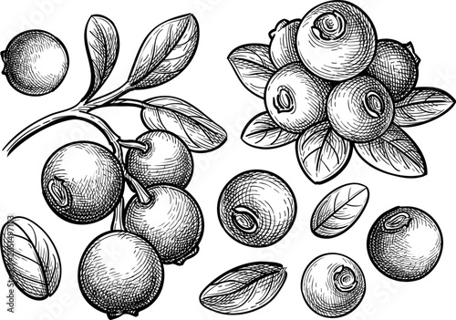 Photos Lingonberry