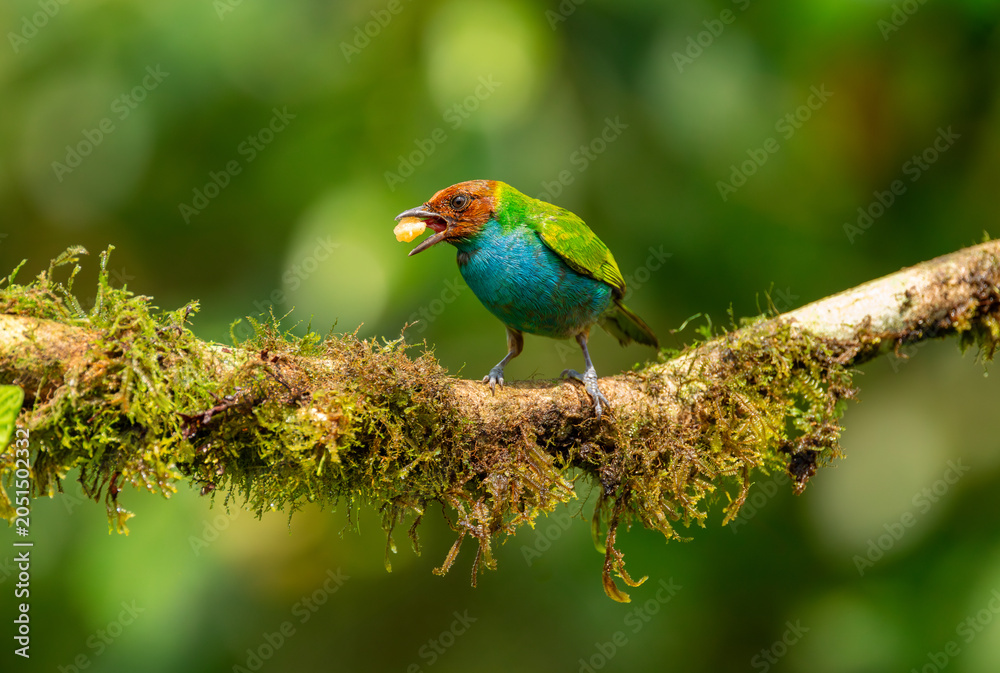 Fototapeta premium Bay headed tanager on a fruit consumption session