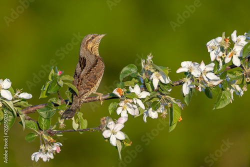 A premium, high-sharpness wildlife photograph of an adult Eurasian Wryneck (Jynx torquilla) perched beautifully on a horizontal branch of a blooming apple tree. 