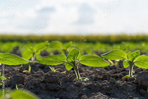 Slika na platnu Sunlight Dances on Young Sunflower Sprouts Rising From Fertile Soil in a Vibrant