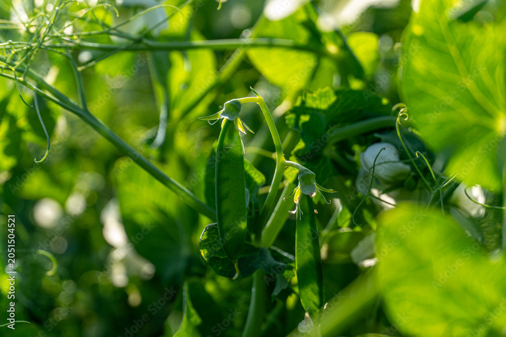 Fototapeta premium Vibrant Green Pea Plants Thriving in Morning Sunlight Amidst a Lush Garden Full of Life and Growth