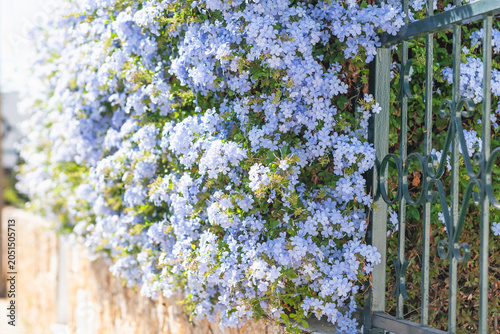 Bilde på lerret Soft blue plumbago flowers in sunlight