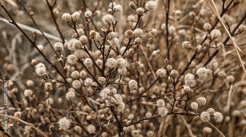 This image features dried seed pods or flowers on thin stems.