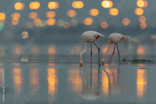 Quadro su tela A pair of Greater Flamingos in the morning hours with dramatic bokeh of city lig