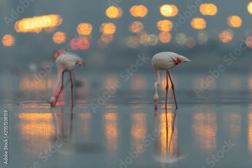 Valokuva Greater Flamingos in the morning hours with dramatic bokeh of city lights and re