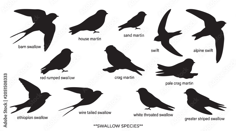 Fototapeta premium Swallow bird species set, collection of various swallows silhouettes, different types of flying birds.
