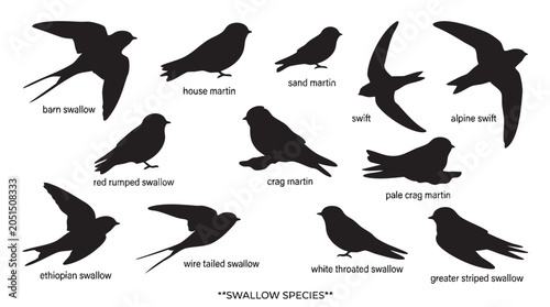 Swallow bird species set, collection of various swallows silhouettes, different types of flying birds.