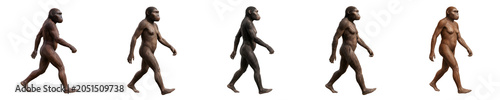 Tableau sur toile set of Human Evolution Stages: Scientific Illustration Showing the Progressive D