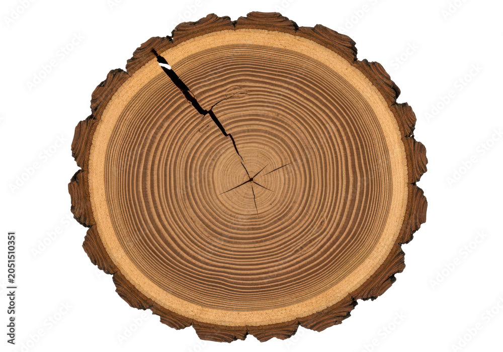Fototapeta premium Cross section of a tree trunk isolated on transparent background