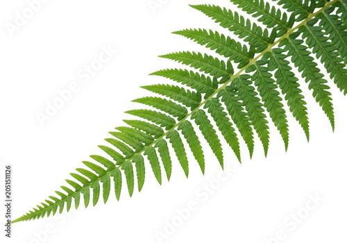 Fresh green fern leaf frond, detailed botanical texture and symmetrical foliage pattern, isolated on transparent background