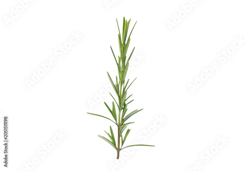 Fresh rosemary sprig isolated on transparent background