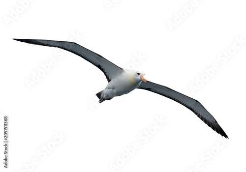 Albatross in flight isolated on transparent background