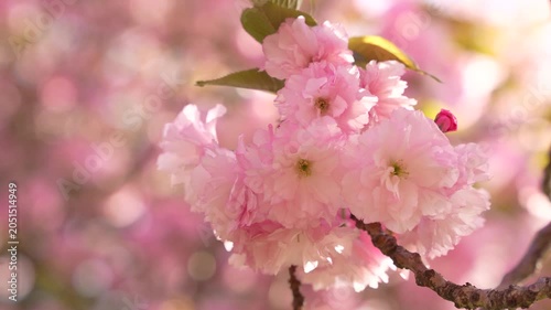 Cherry Blossom Washington DC Slow Motion Rack Focus. Pink and White Flower in Bloom Sunny Day. Green Leaves Beautiful Nature Festival Tree America