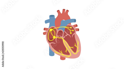 Bild auf Leinwand Anatomical Heart with Yellow Electrical Conduction Nodes