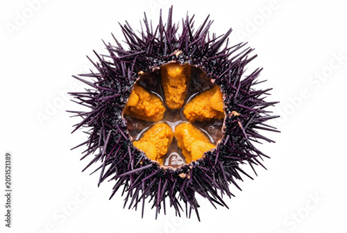 Obraz na plátně Fresh Purple Sea Urchin Opened to Reveal Vibrant Orange Uni Roe
