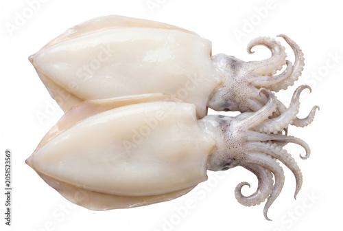 Fotografie Two fresh raw whole squids on dark surface