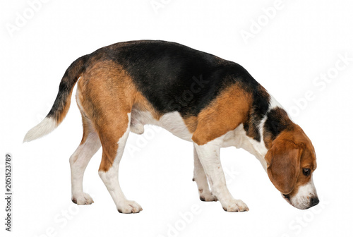 Quadro su tela Tricolor Beagle Sniffing in Side Profile