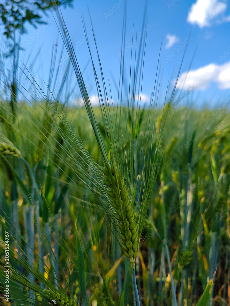 Obraz premium Close-up of vibrant green wheat ears in a sunlit field against a clear blue sky with fluffy white clouds. Perfect for agriculture, nature, or food industry themes.