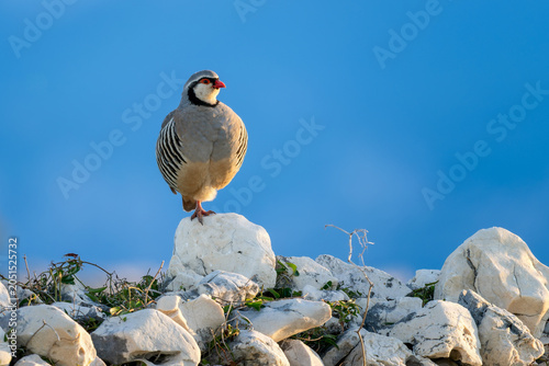Photography Rock Partridge - Alectoris graeca, beautiful colored bird from Souther Europeans bushes nad rocks, Pag island, Croatia