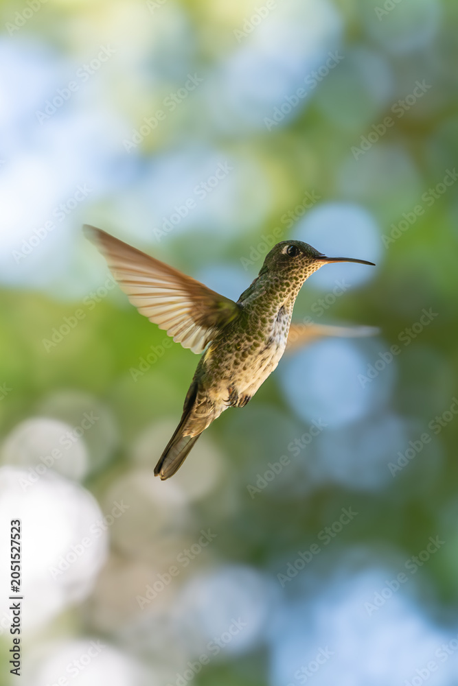 Obraz premium A small hummingbird hovering in flight against a bright natural green bokeh background outdoors