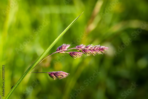 Canvastavla A dewy grass seed head catches the morning light in a Bristol meadow — dressed in purple and diamonds for an occasion no one else knew about