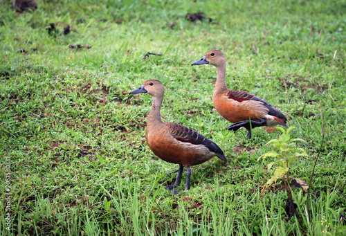 A pair of wild lesser whistling ducks.