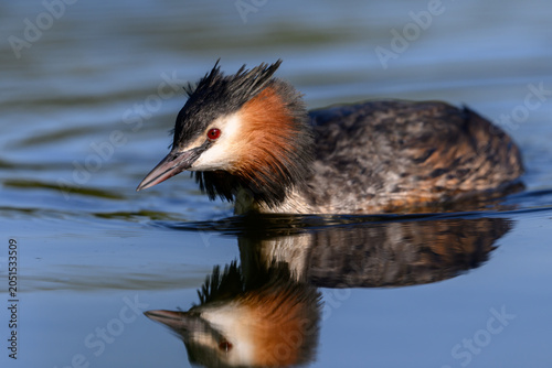 Great crested grebe (Podiceps cristatus)