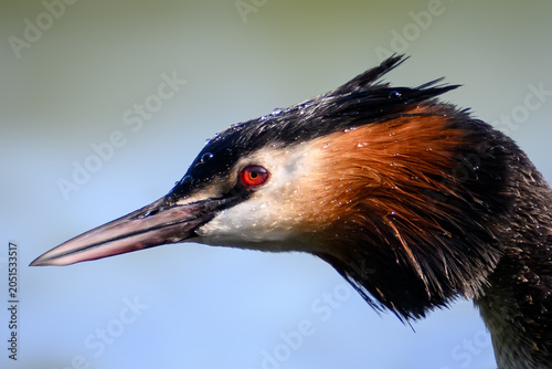 Great crested grebe (Podiceps cristatus)