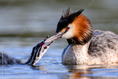 Great crested grebe (Podiceps cristatus)