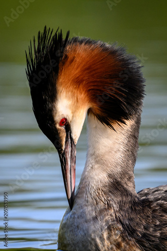 Great crested grebe (Podiceps cristatus)