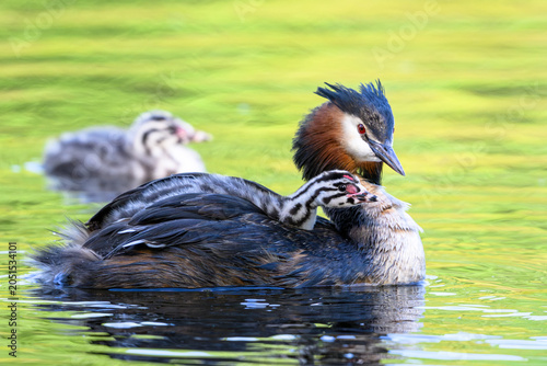 Great crested grebe (Podiceps cristatus)
