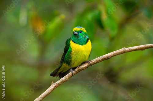Male golden browed chlorophonia on a branch