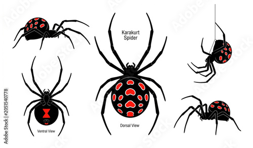 Foto Poisonous Karakurt spider vector collection for Halloween
