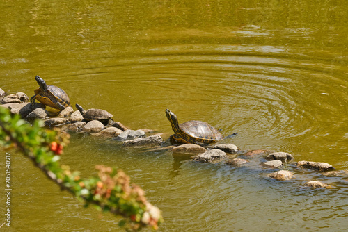 Fényképezés tortuga galápago en las piedras del estanque