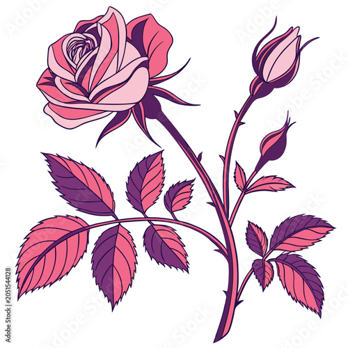 shrub rose colorful on white background