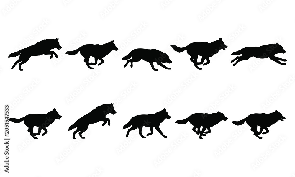 Naklejka premium Set of black silhouettes of a running wolf in various poses isolated on a white background.