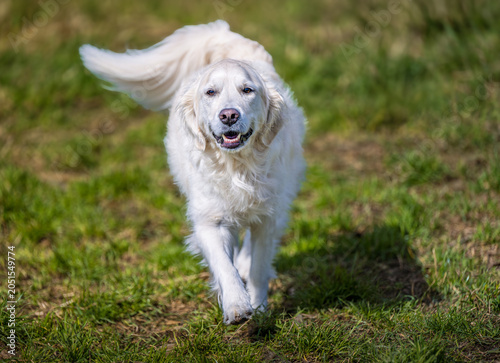 2026-03-22 A GOLDEN RETRIEVER RUNNING TOWARDS THE CAMERA WIT BRIGHT EYES AND A FLOWING COAT AND A SOFT BACKGROUND AT THE OFF LEASH DOG AREA AT MARYMOOR PARK IN REDMOND WASHINGTON
