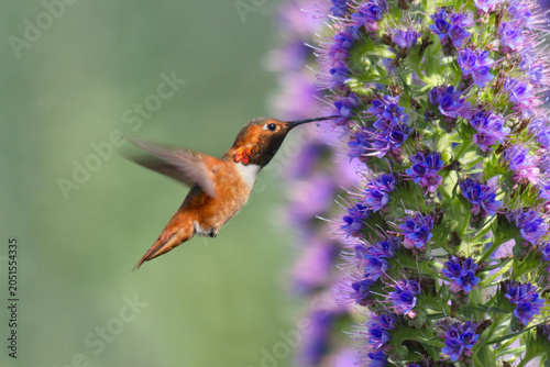 Rufous hummingbird drinking nectar from blooming pride of madeira