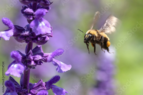 Bumblebee with pollen basket flying towards purple salvia farinacea