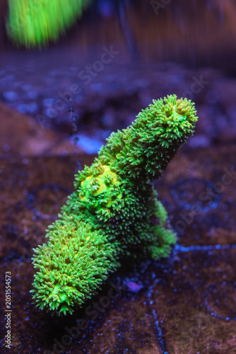 Fotografi Vibrant Bali Green Slimer Acropora Close Up Underwater in Saltwater Aquarium
