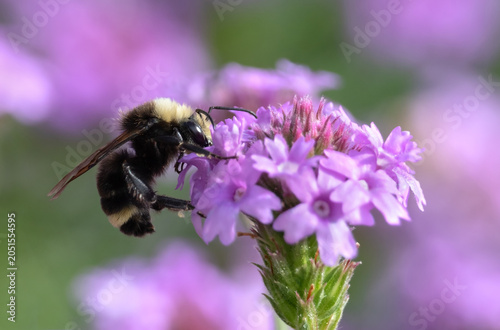 Fluffy bumblebee feeding on nectar of purple rose verbena