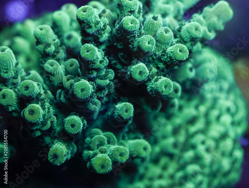 Billede på lærred Green Slimer Acropora Coral Close Up Underwater