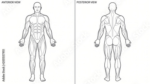 Anterior and posterior view of human muscular system anatomy illustration