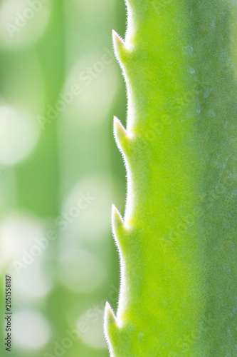 Bright green cactus stem with rows of thorns lined up vertically under natural light