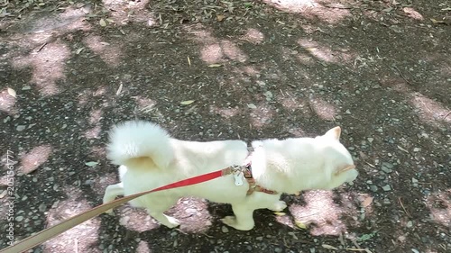 Walk the dog