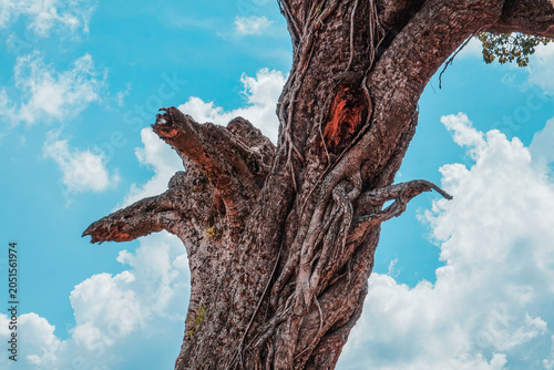 Фотография A massive old tree trunk with gnarled branches, textured bark, and entwined vines, standing resilient under a vivid blue sky with scattered clouds