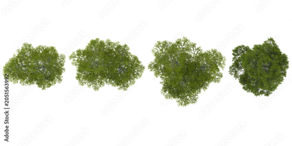 Fototapeta premium Collection of Taxodium plants isolated on white background from the top view